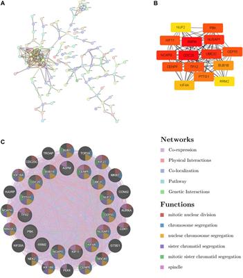 Exploration and verification of COVID-19-related hub genes in liver physiological and pathological regeneration